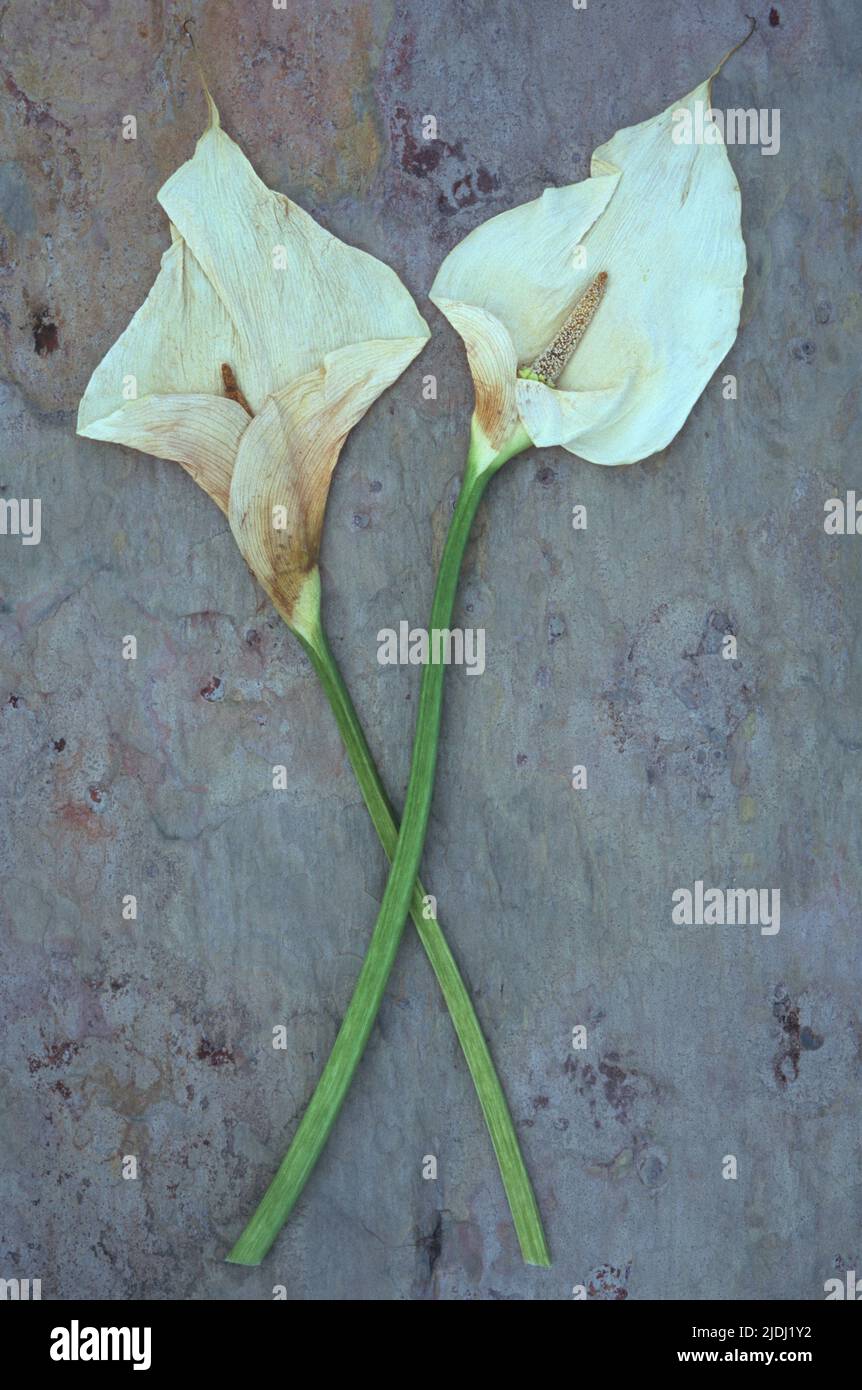 Two dried flowerheads of Arum or Calla lily or Zantedeschia aethiopica Crowborough lying on marbled slate Stock Photo
