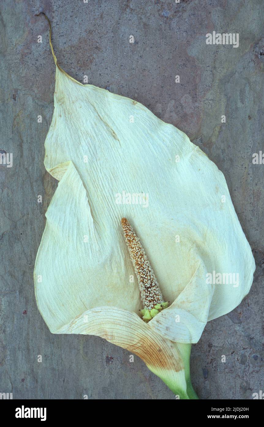 Dried flowerhead of Arum or Calla lily or Zantedeschia aethiopica Crowborough lying on marbled slate Stock Photo