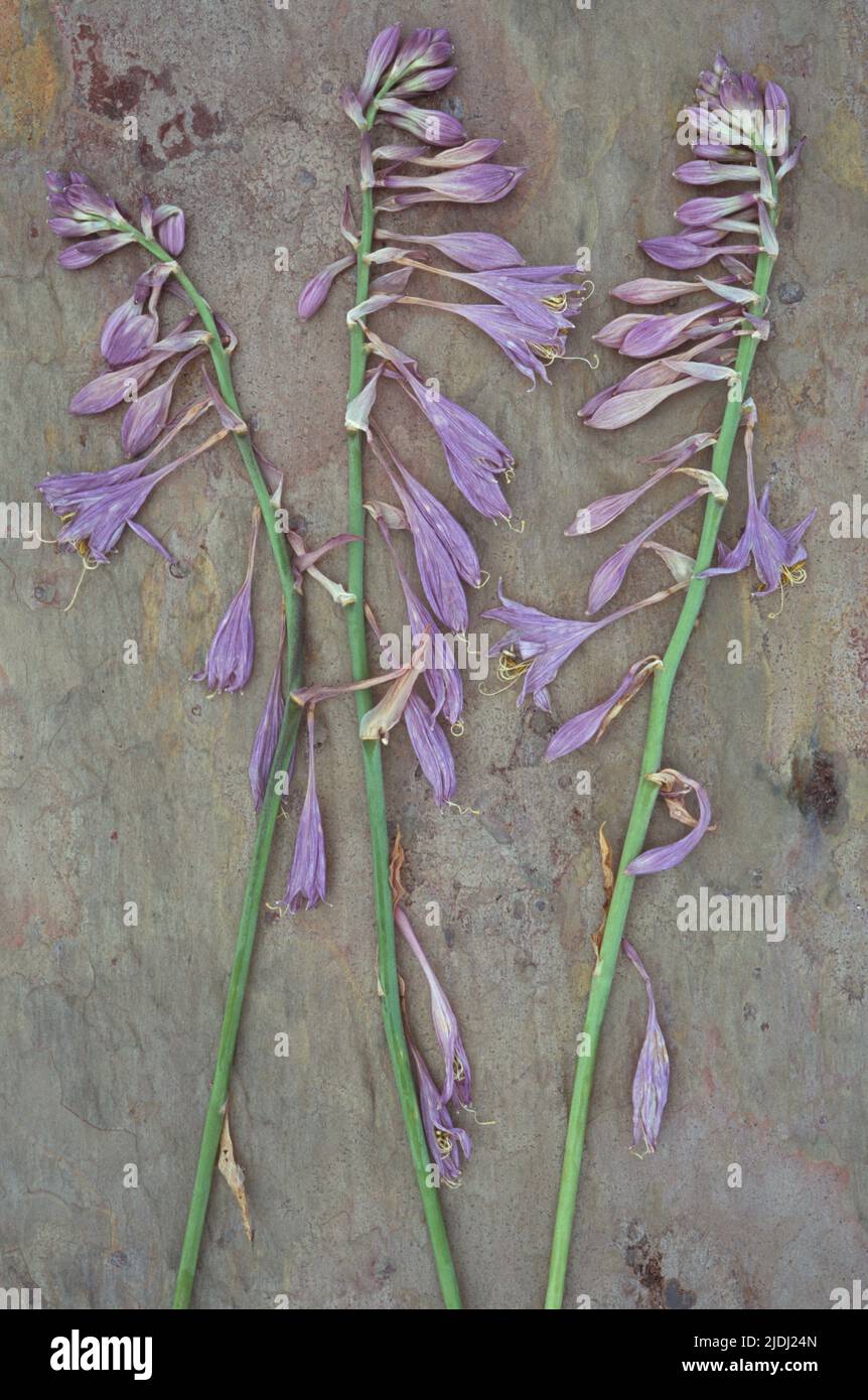 Three dried stems of lilac coloured flowers of Plantain lily or Hosta fortunei Albopicta lying on marbled sla Stock Photo