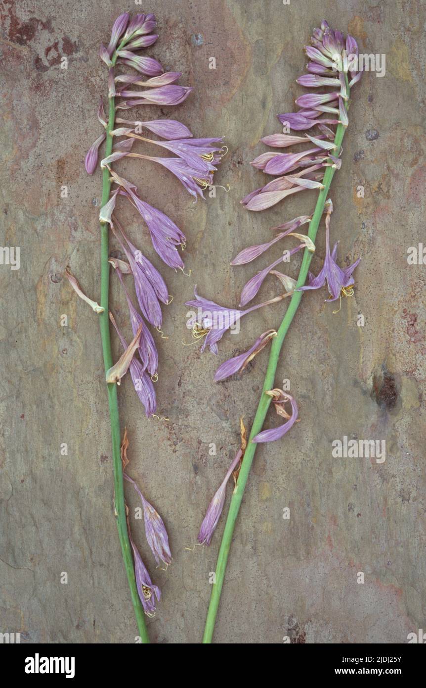 Two dried stems of lilac coloured flowers of Plantain lily or Hosta fortunei Albopicta lying on marbled slate Stock Photo