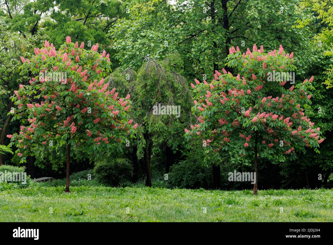 two Horse Chesnut  or Conker Trees with deep orange flowers in full bloom on a sunny, Spring day Stock Photo