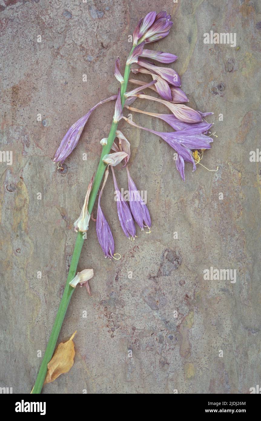 Single dried stem of lilac coloured flowers of Plantain lily or Hosta fortunei Albopicta lying on marbled slate Stock Photo