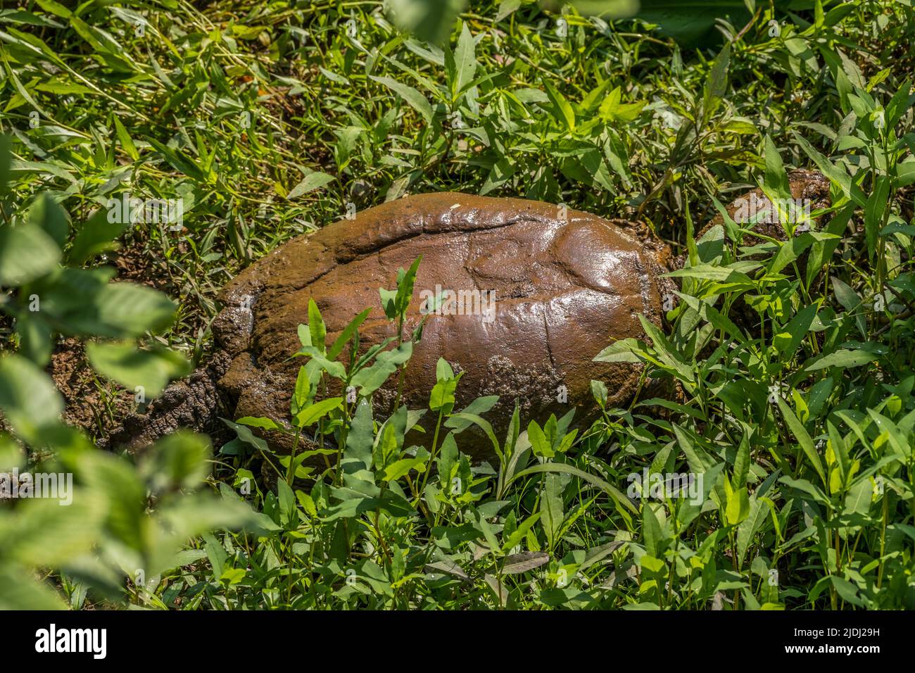 A prehistoric looking large snapping turtle walking out of the water into the aquatic vegetation on the muddy wet ground on a sunny day at the wetland Stock Photo