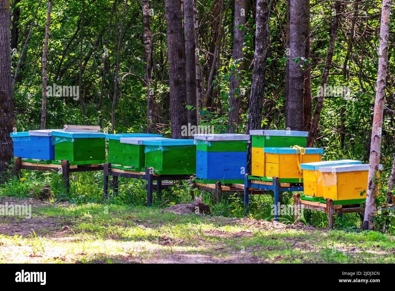 Colorful bee hives in the apiary n in a clearing in the forest Stock ...
