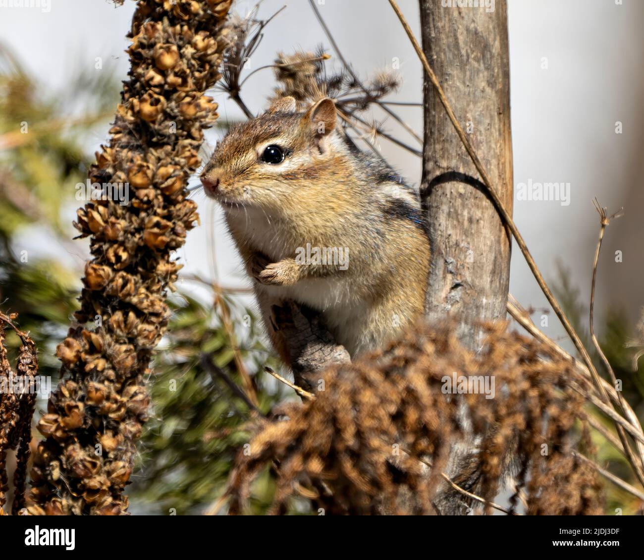 Chipmunk sitting on foliage and  displaying brown fur, body, head, eye, nose, ears, paws, in its environment and habitat with a forest background. Stock Photo