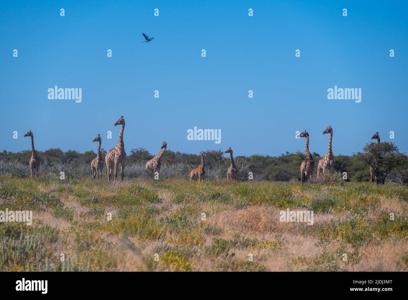 Group of giraffes in hi-res stock photography and images - Alamy