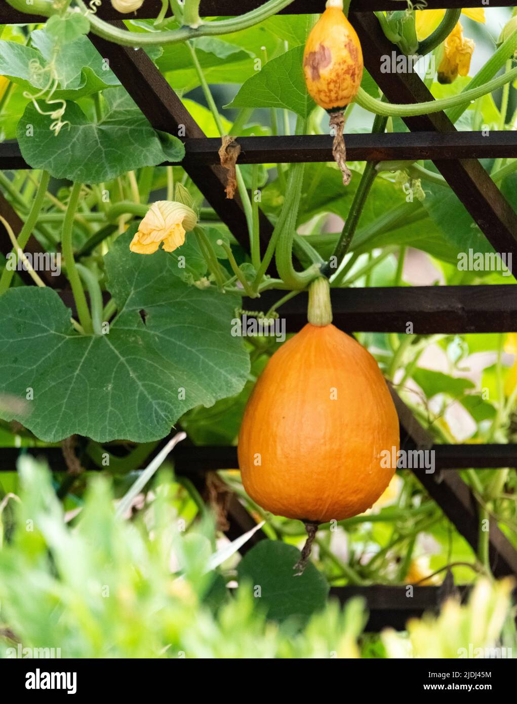 Pumpkin plant. Vegetables in the small garden by the house. Growing