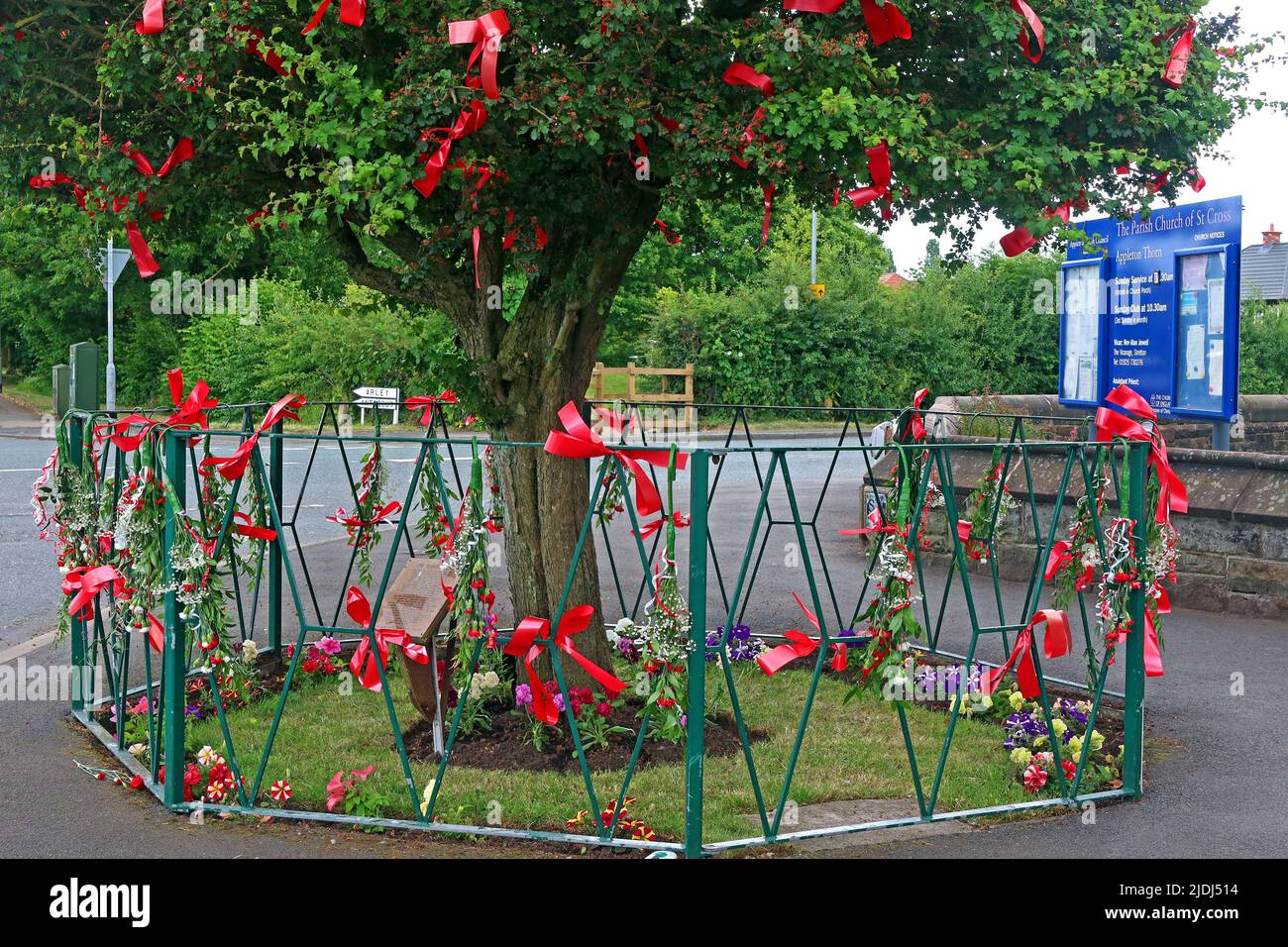 Appleton Thorn Bawming of the Thorn in the village, next to St Cross parish church. Ribbons tied to the tree & surrounding fence, Warrington, WA4 4RT Stock Photo