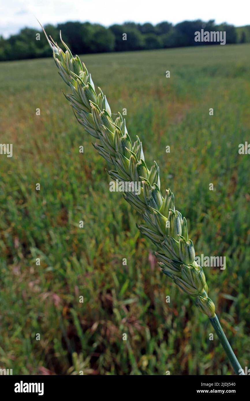 Barley crop, close to maturity, in a Cheshire arable field, near Grappenhall, Warrington, Cheshire, England, UK, WA4 3EZ Stock Photo