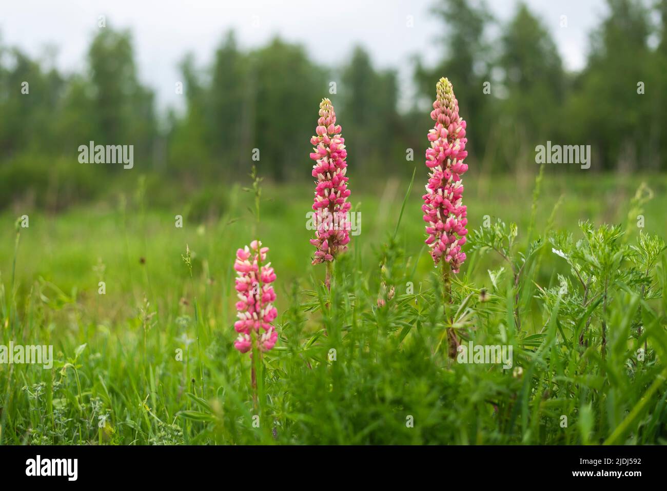 The Lupin flower on mountain meadow on summer day. Close up photo Stock ...