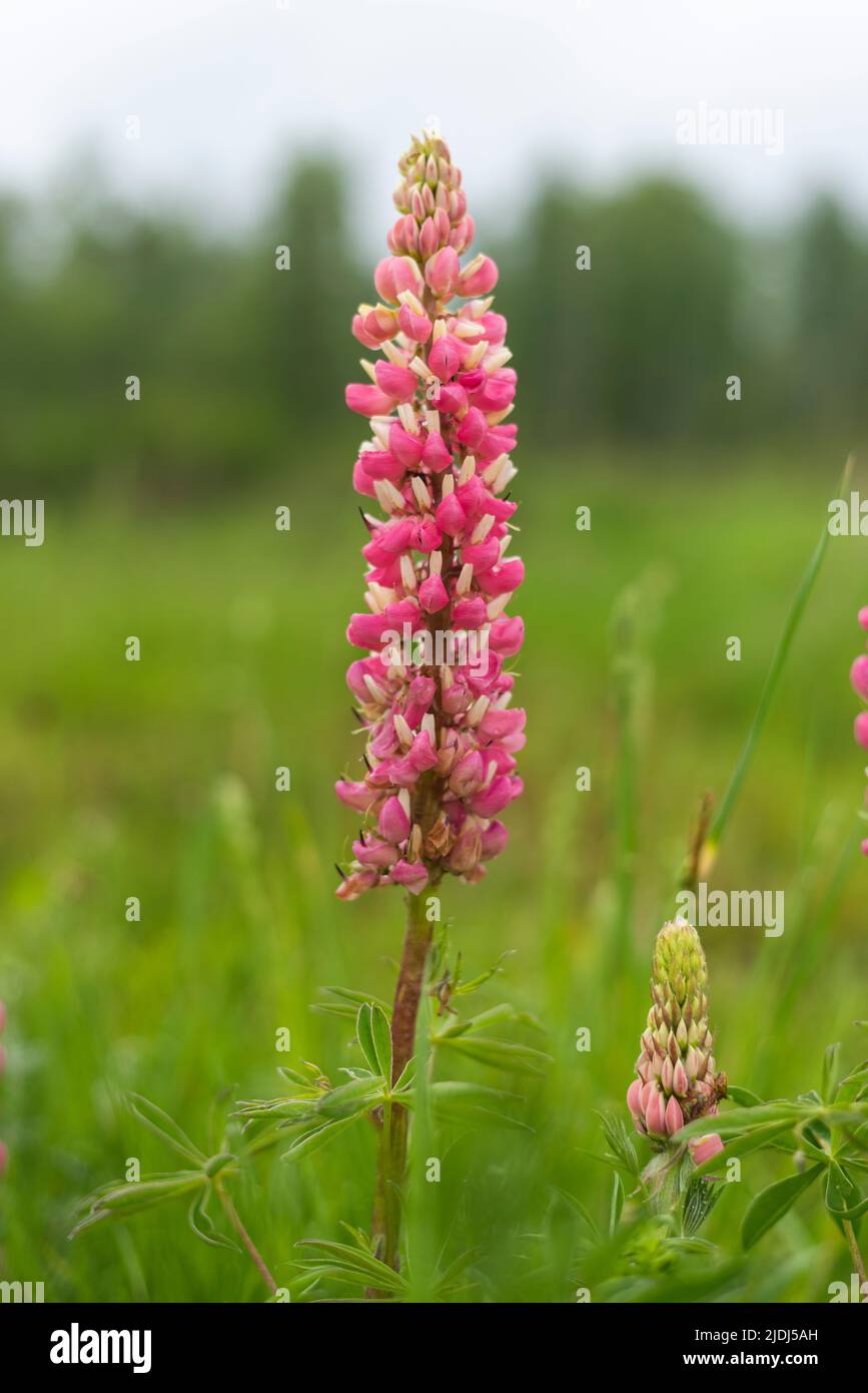 The Lupin flower on mountain meadow on summer day. Close up photo Stock ...
