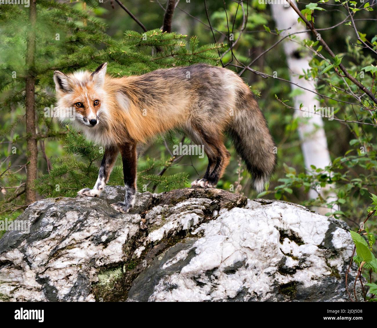 Red fox close-up standing on a big rock with forest background in its habitat and environment. Picture. Portrait. Fox Image. Stock Photo