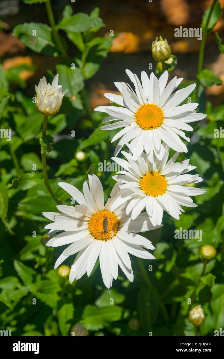 Flor margaritas hires stock photography and images Alamy
