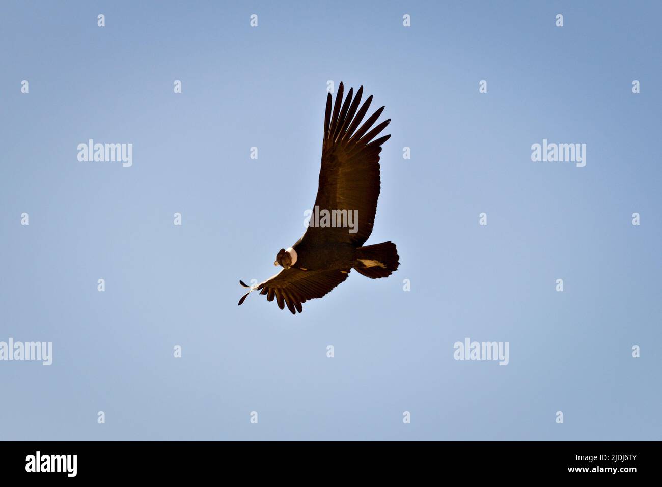 Andean condor (Vultur gryphus) soaring near Tupungato, province of Mendoza, Argentina. Stock Photo
