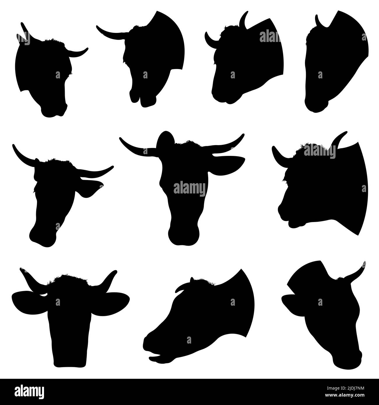 Illustration of different cow heads isolated on white Stock Photo