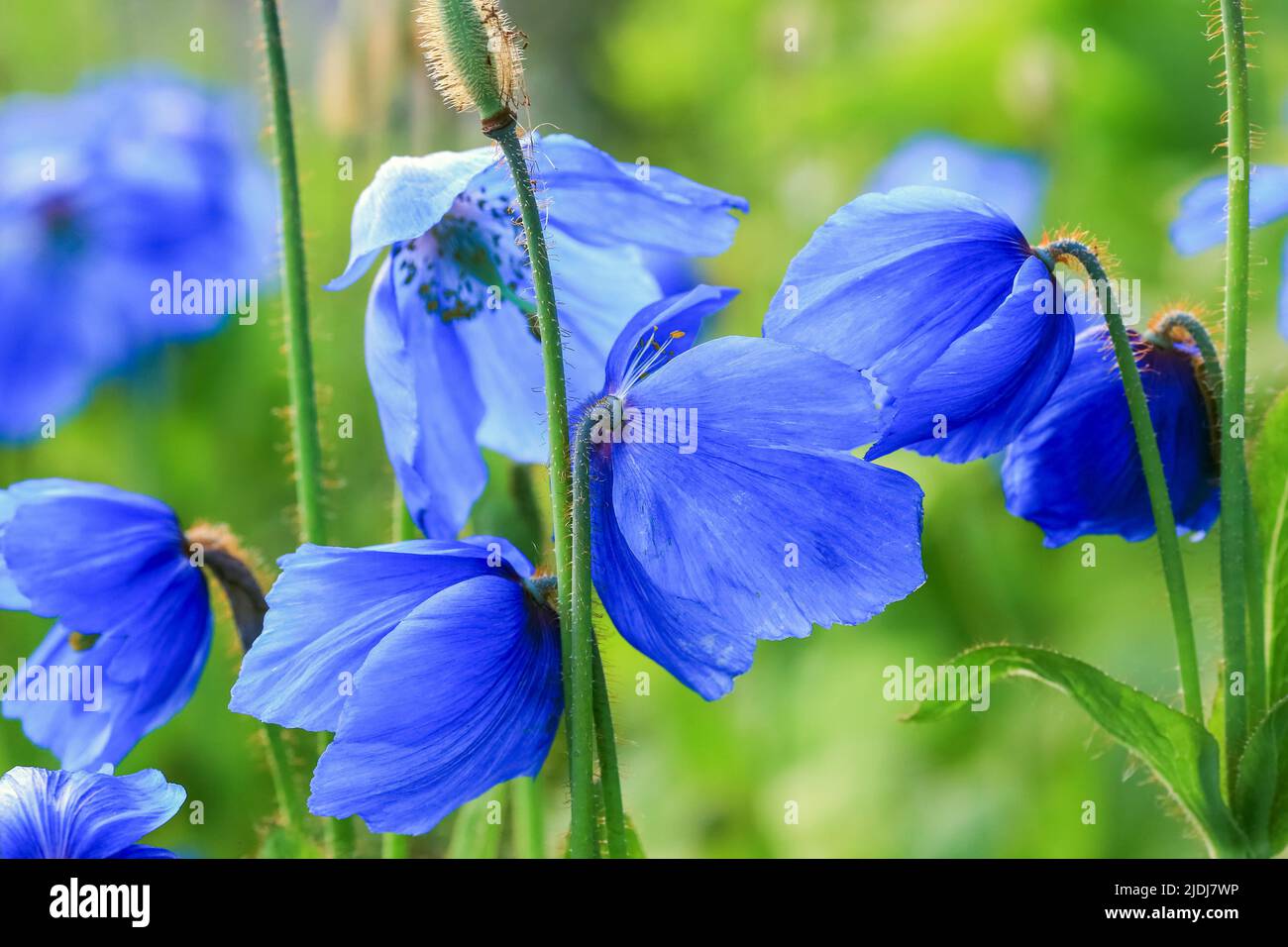 Blue blooming poppy Meconopsis grandis on the green background, closeup Stock Photo
