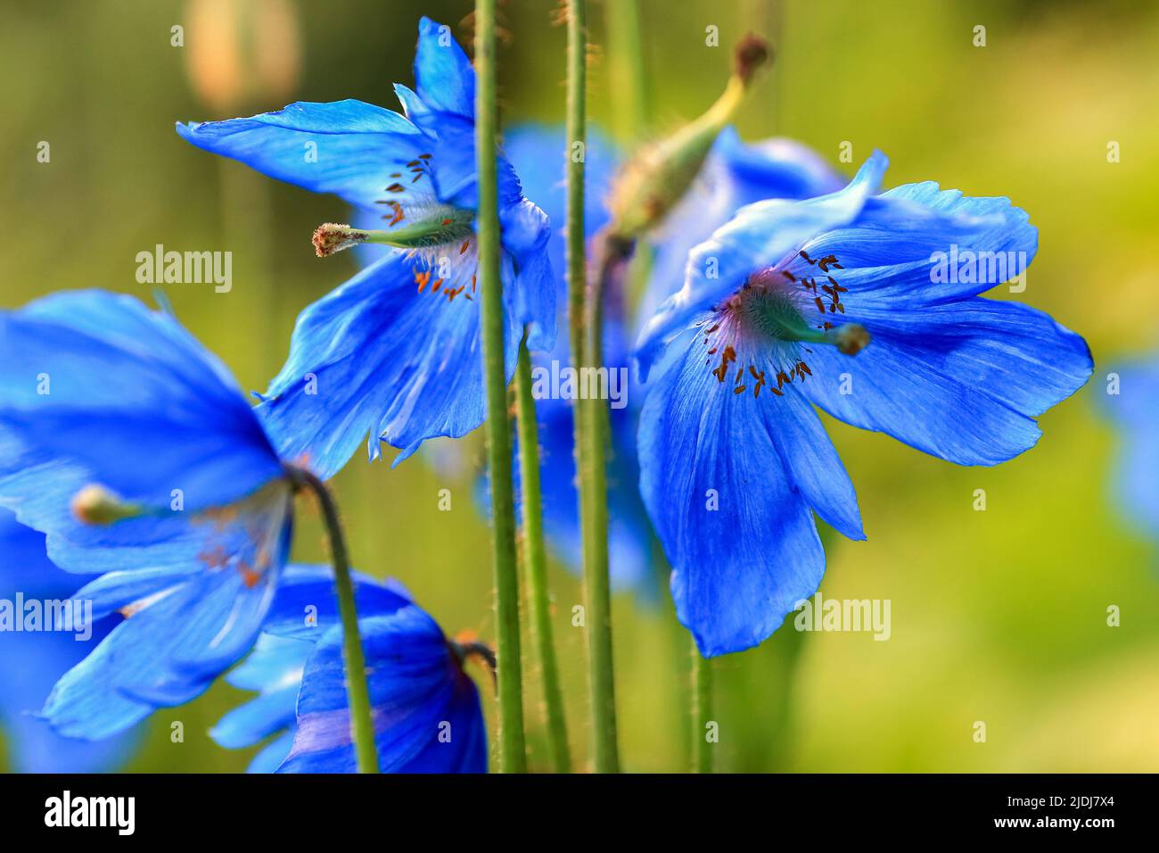 Blue blooming poppy Meconopsis grandis on the green background, closeup Stock Photo