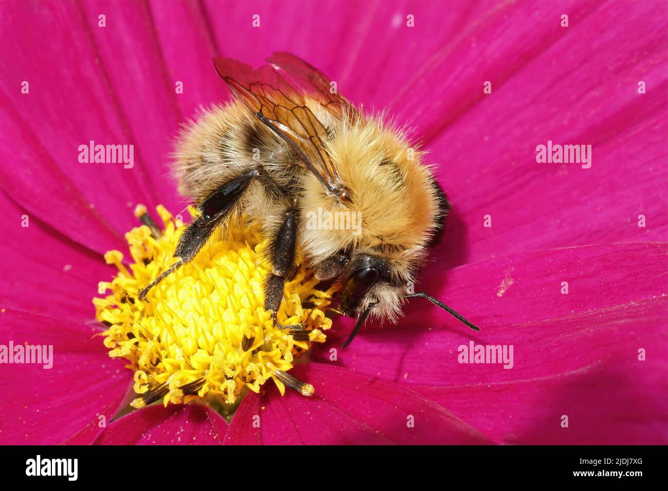 Closeup on an unusual colored fluffy yellow queen Common carder bee , Bombus pascuorum in a brilliant purple Cosmos flower in the garden Stock Photo