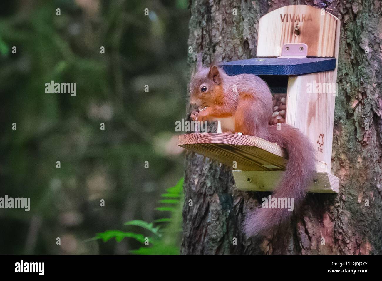 Aberfoyle, Scotland, UK, 20th June 2022. An Elusive Red squirrel enjoys a meal on a feeder in the Trossachs Stock Photo