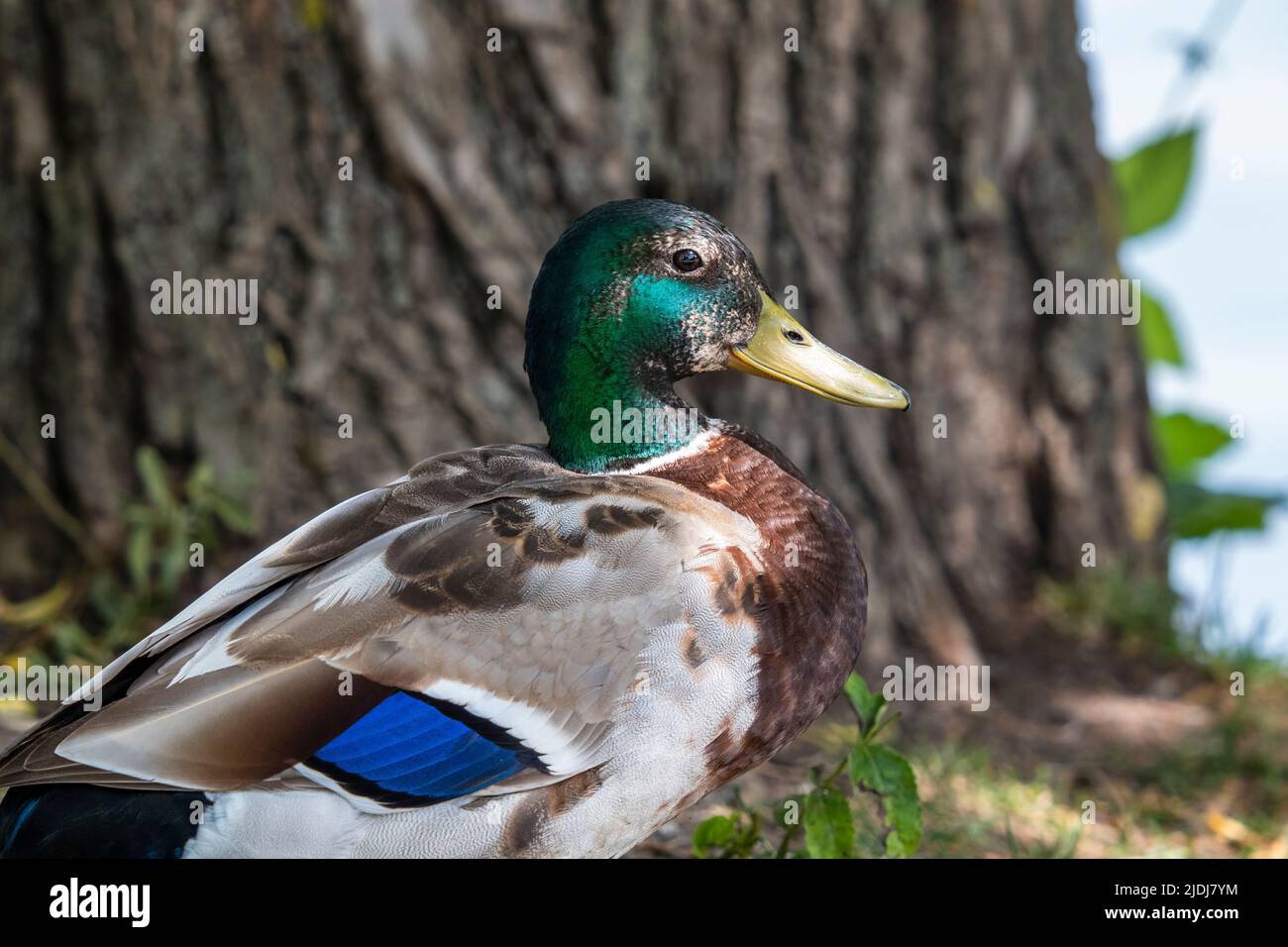 Portrait of a colorful mallard drake in front of a tree, close-up Stock Photo