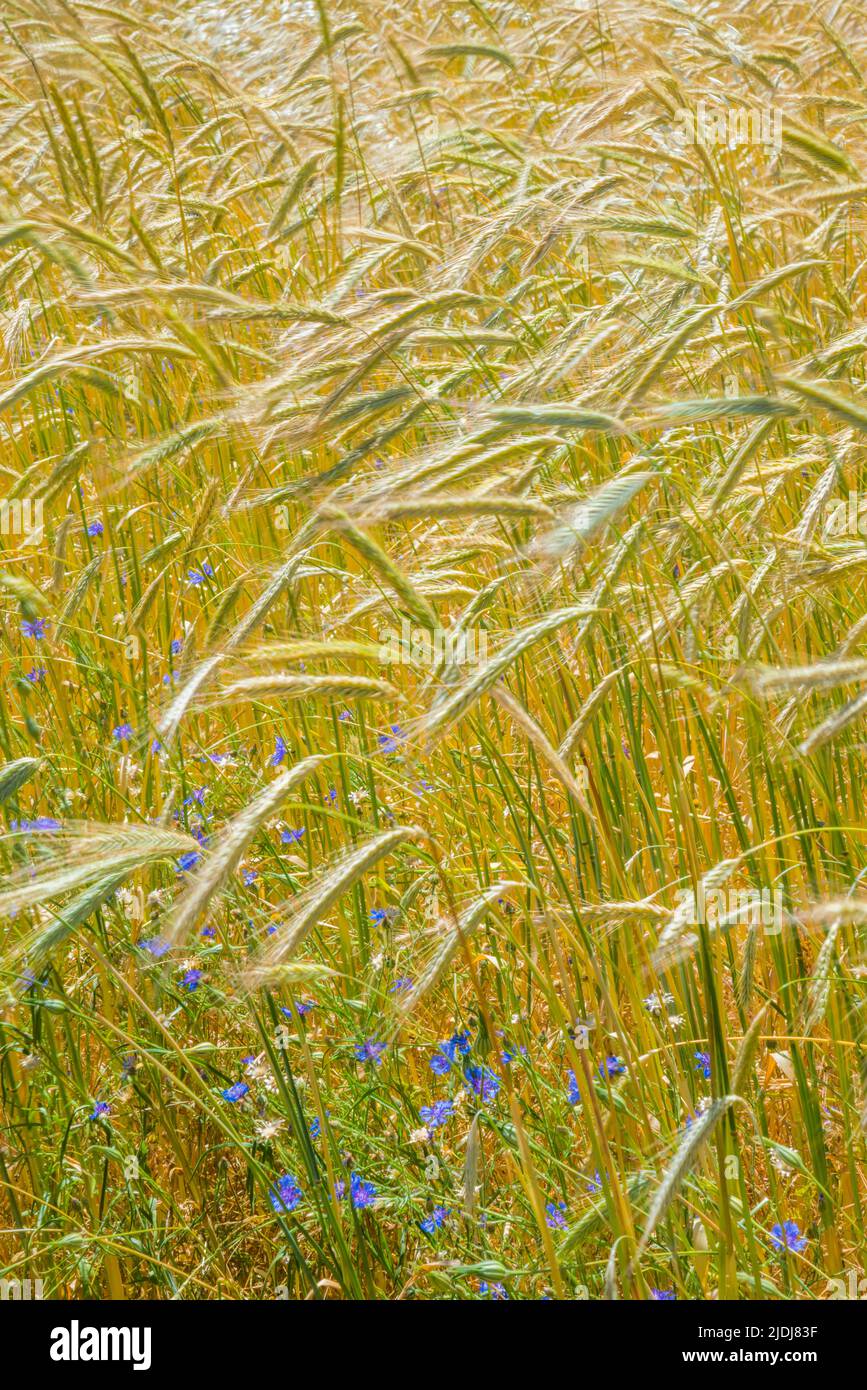 Cultivos cultivos trigo cereal hi-res stock photography and images - Alamy