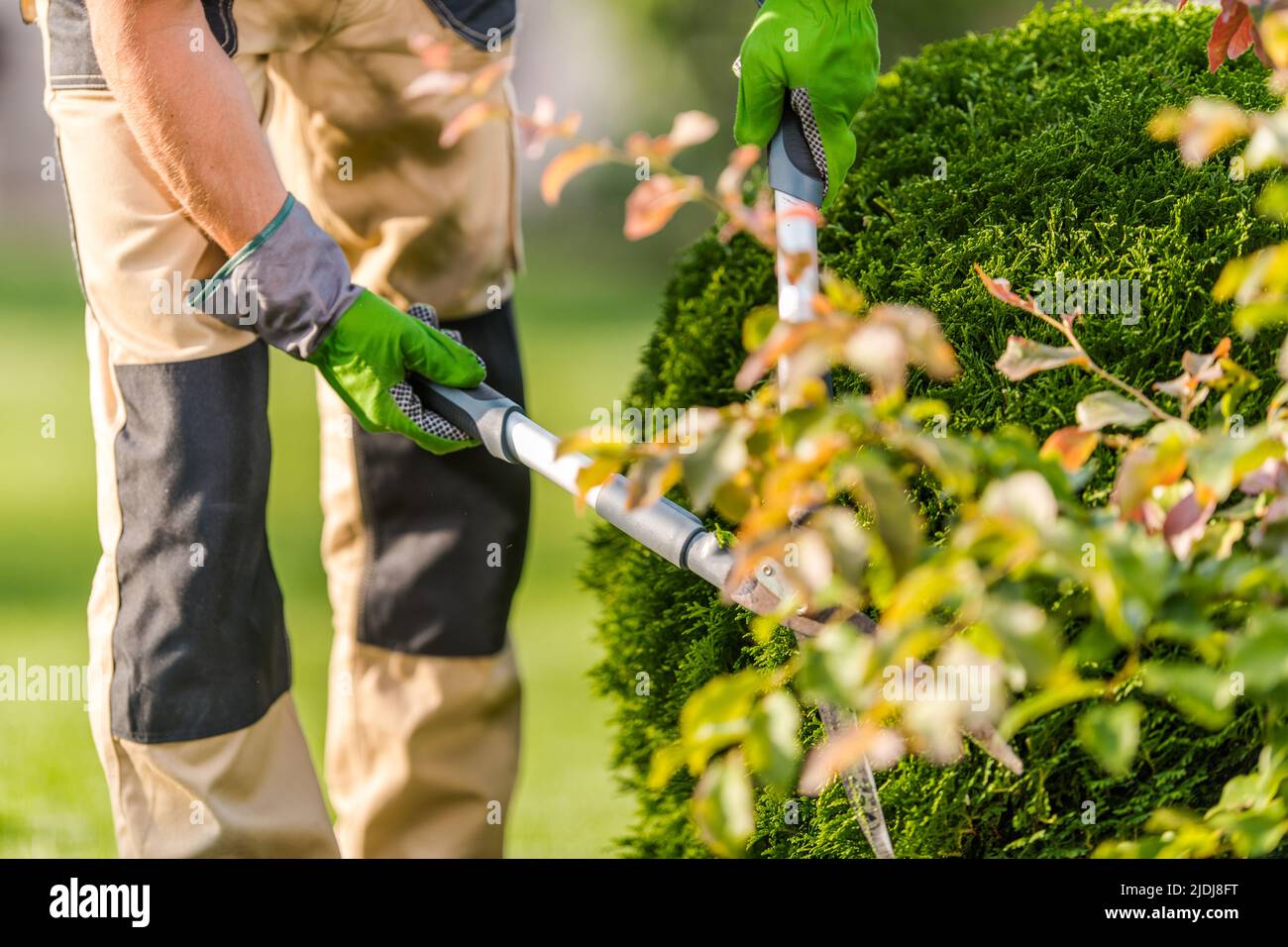 Gardener Wearing Work Clothes and Protective Gloves Pruning Evergreen Plant Thuja with Garden Scissors During Landscaping Work at the Backyard. Stock Photo