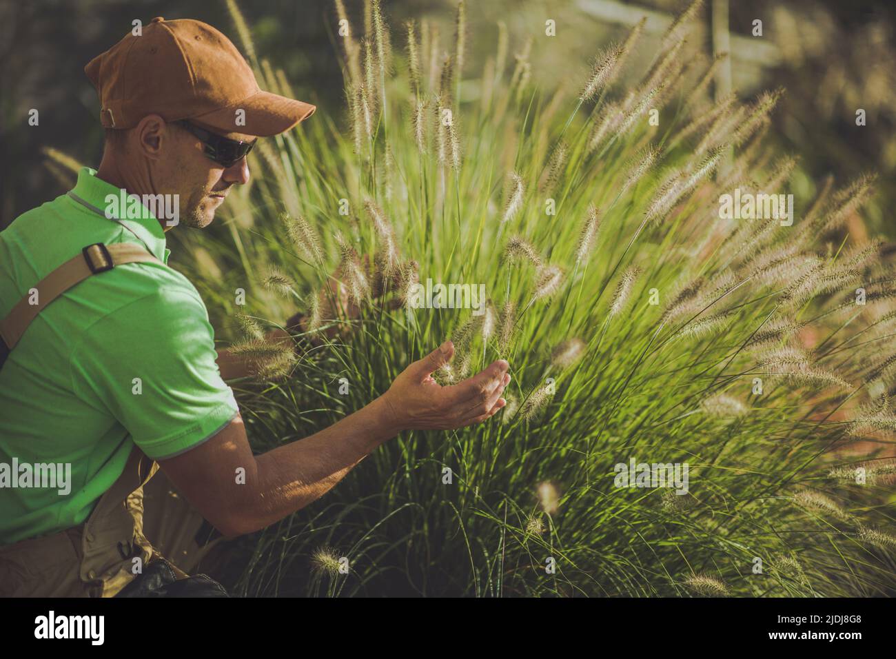 Gardener Carefully Inspecting the Condition of a Plant During Regular Garden Maintenance Work. Closeup of Pennisetum Plant, Also Known As Fountain Gra Stock Photo