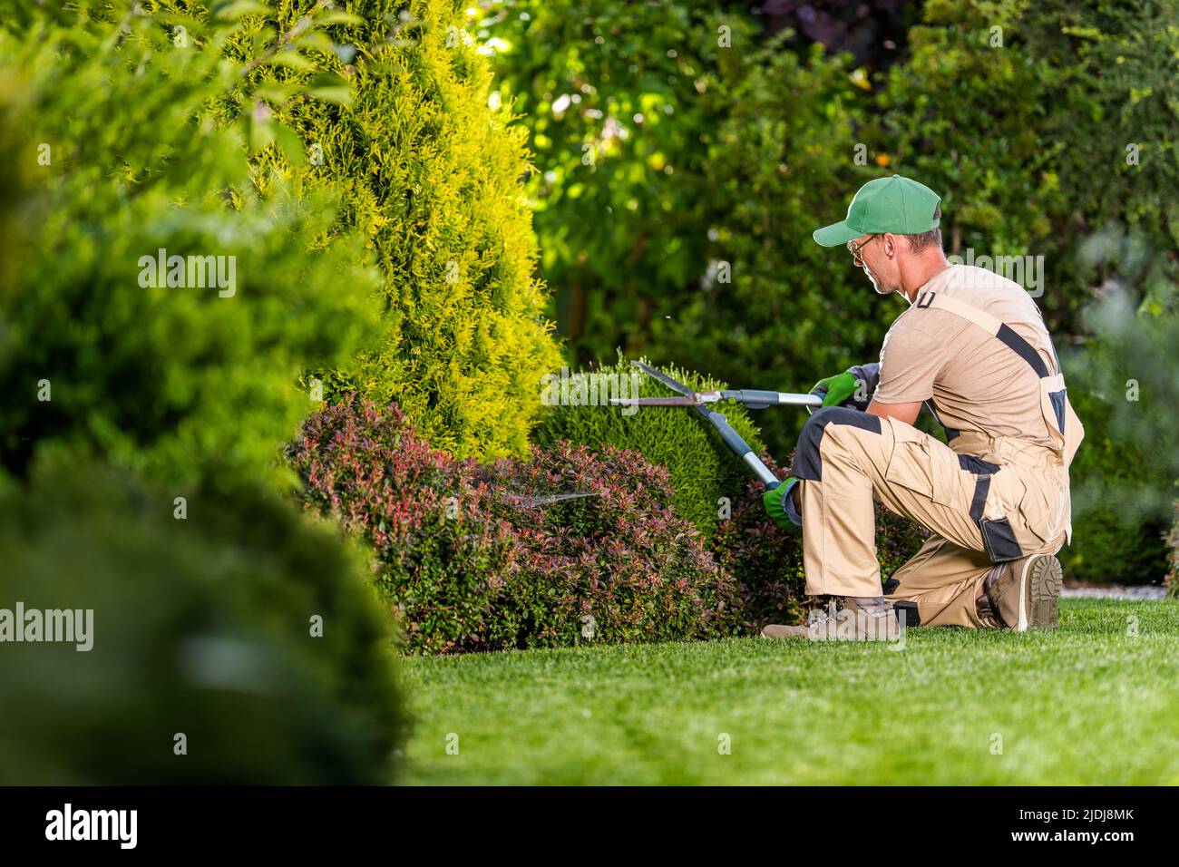 Garden Pruning Works to Maintain the Appearance of Shrubs, Bushes, Trees and Other Plants. Professional Landscaper Cutting the Overgrown Sprigs and Le Stock Photo