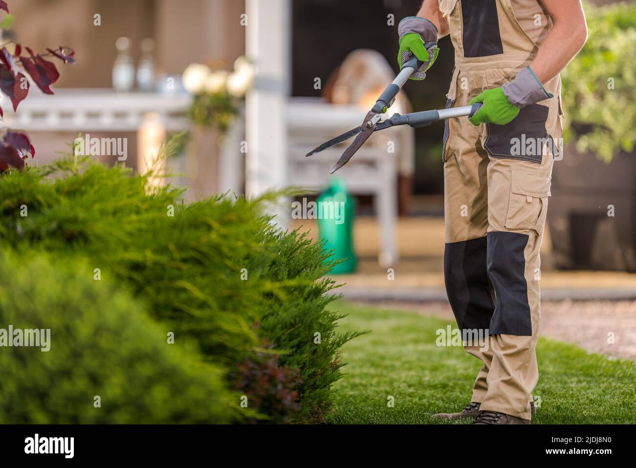 Gardener Heading Towards Green Plants Holding Garden Scissors in His Hands Ready to Start the Pruning Work. Garden Care and Maintenance Services. Stock Photo