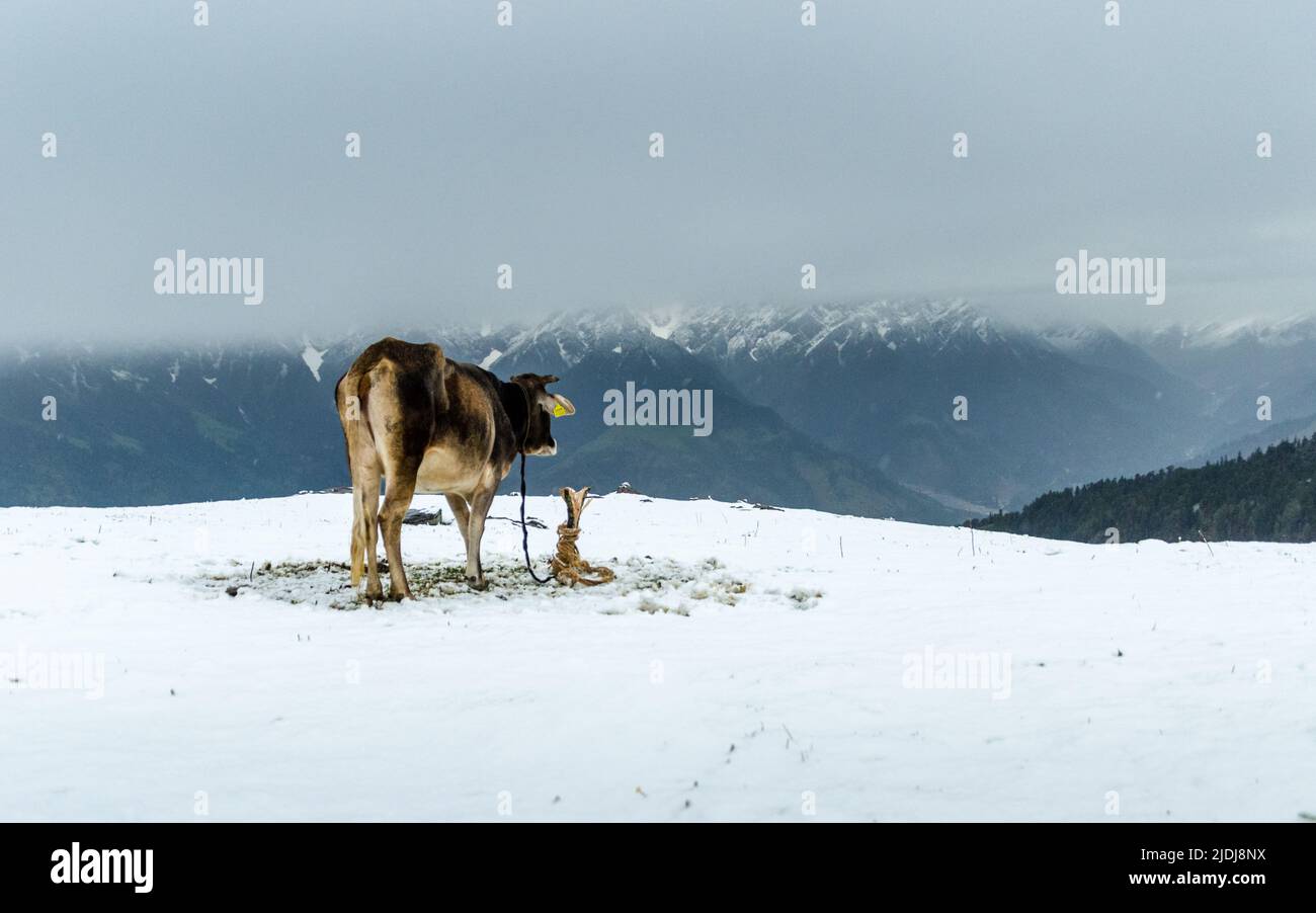 cow standing in a snow field, against snow covered mountains Stock Photo