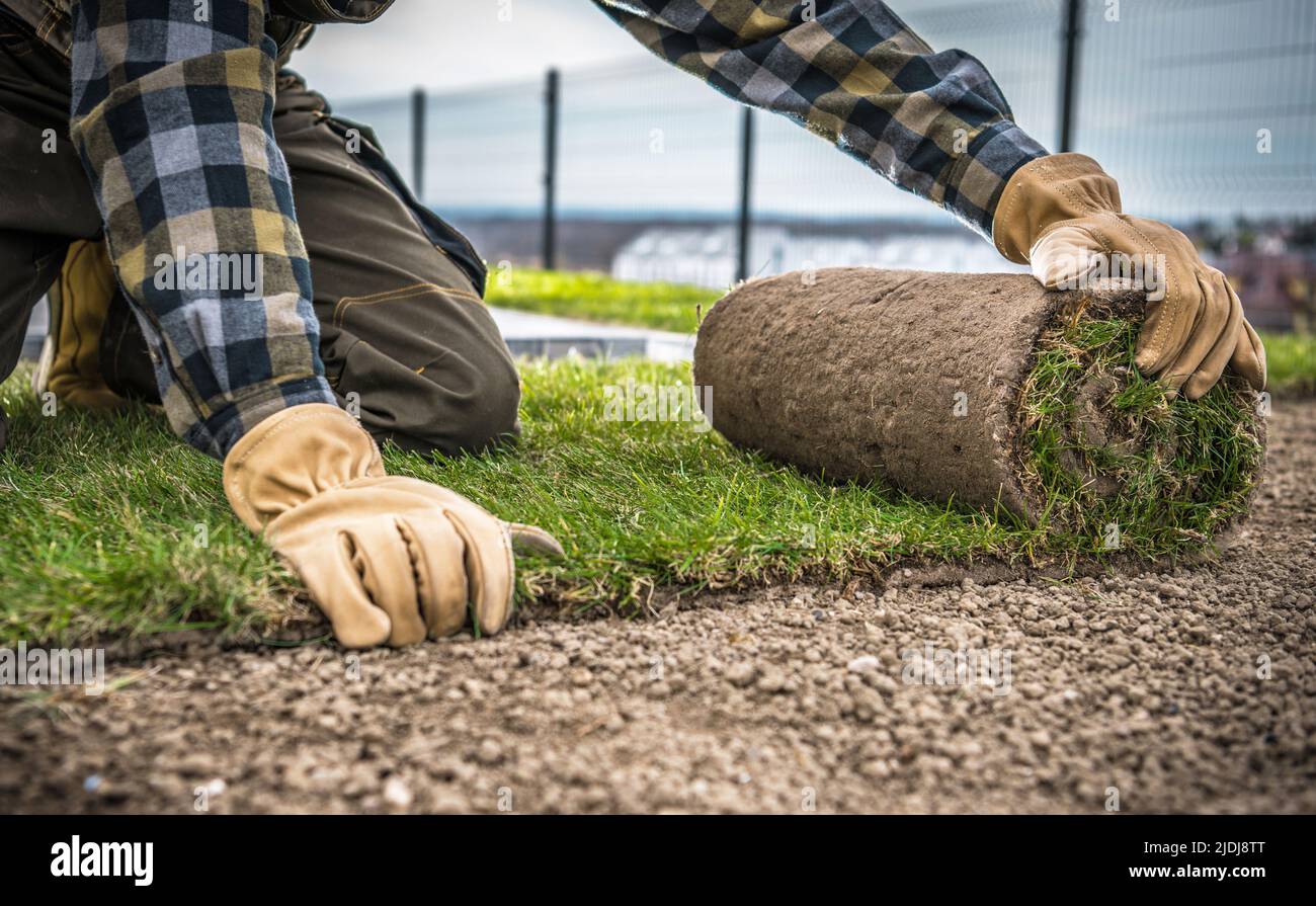 Landscaping Worker Installing New Natural Grass Turfs From a Roll. Close Up Photo. Building Residential Backyard Garden Lawn. Stock Photo