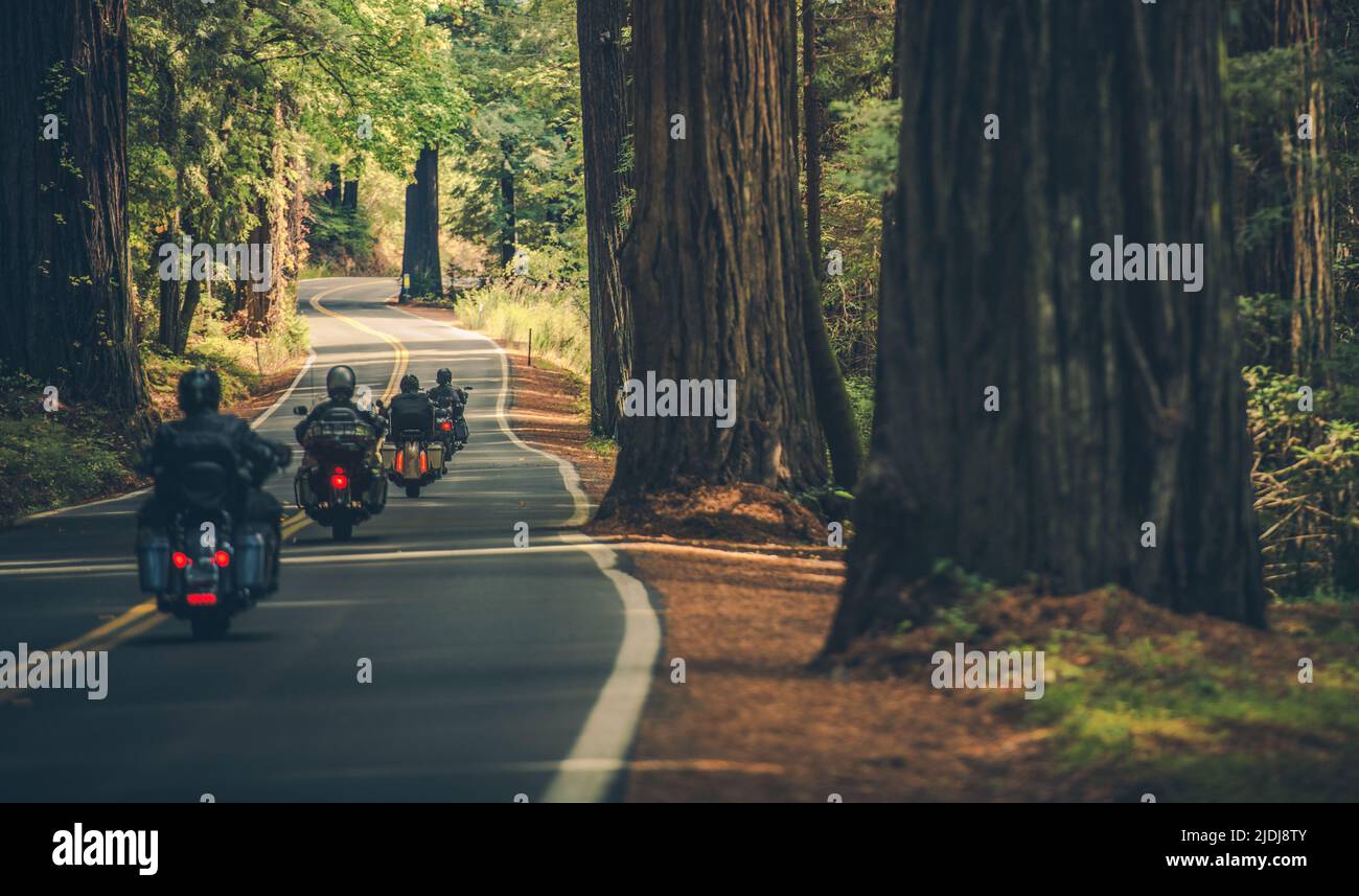 Motorcycle Group Touring Through the Scenic Redwood Highway in Northern California, United States of America. Four Bikers on a Touring Motorcycles. Stock Photo