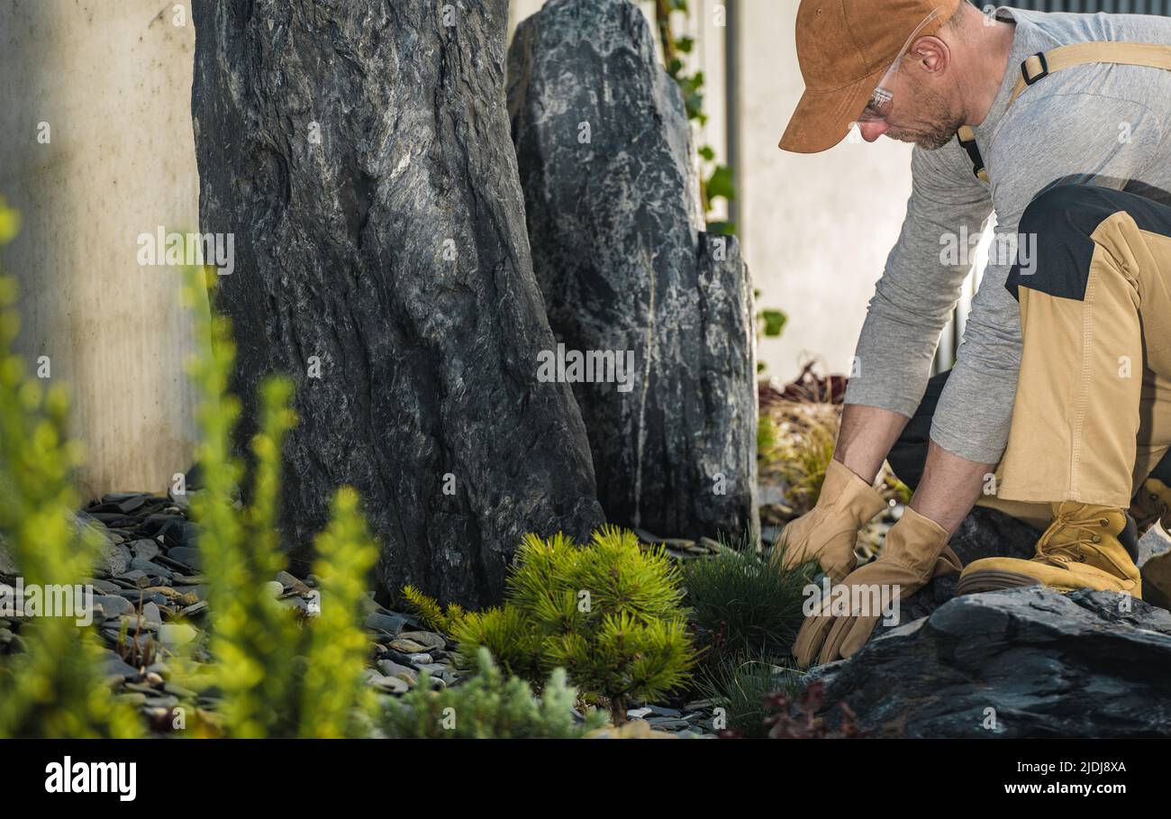 Professional Landscaper in His 40s Planting Small Plants in a Rockery Garden Next to Large Decorative Stones. Gardening and Landscaping Industry. Stock Photo