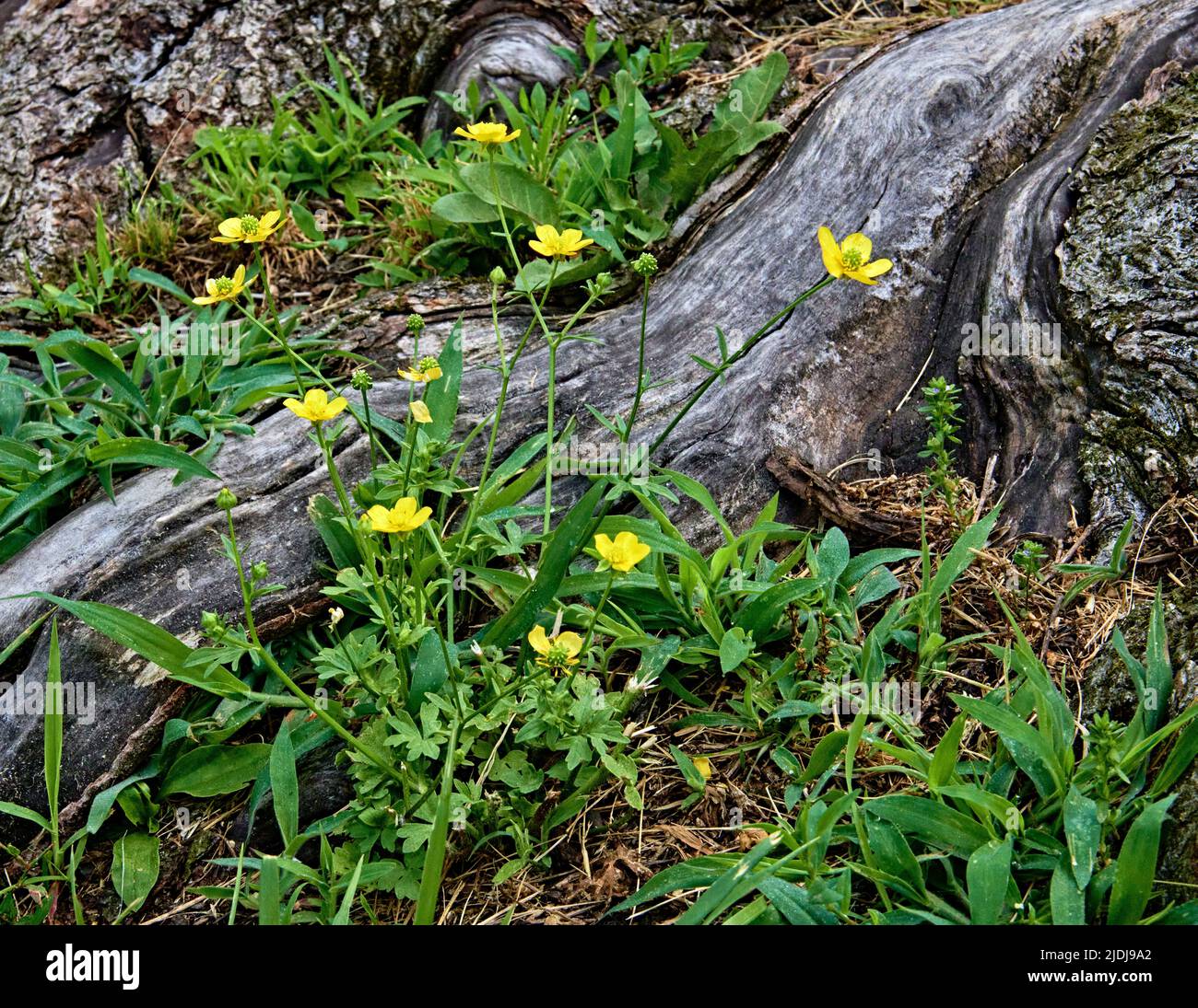 Meadow buttercups, tall buttercup, common buttercup and giant buttercup. A cute little yellow flower and sometimes called a garden weed. Stock Photo