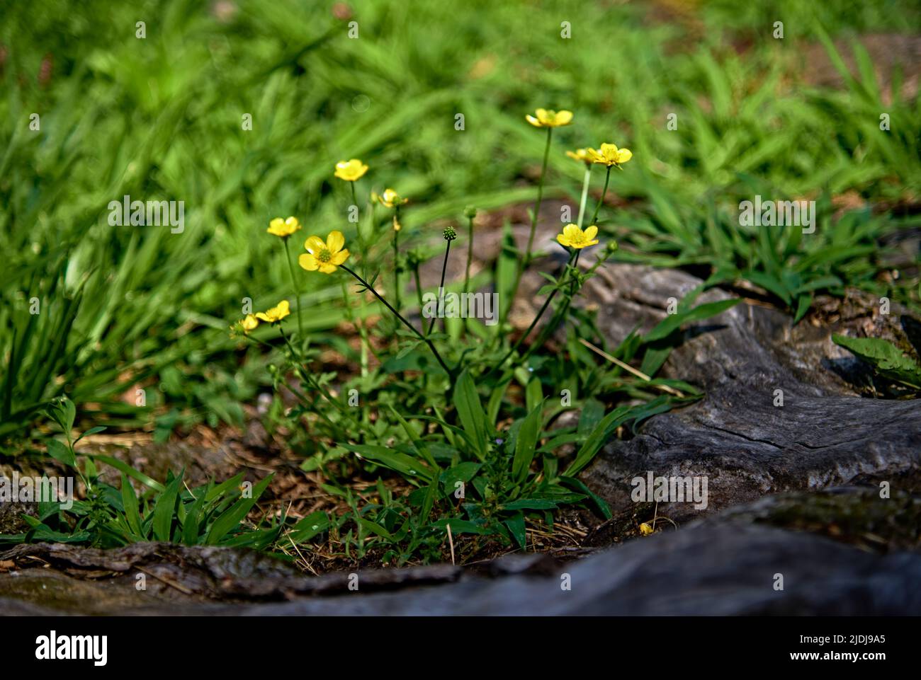 A soft focus photo of  Meadow buttercups, tall buttercup, common buttercup and giant buttercup. A cute little yellow flower. Stock Photo