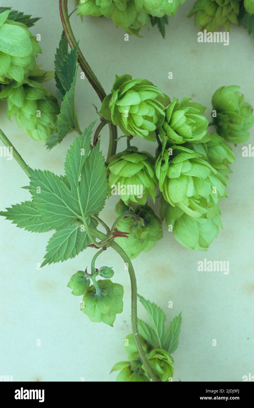 Hop scales hi-res stock photography and images - Alamy