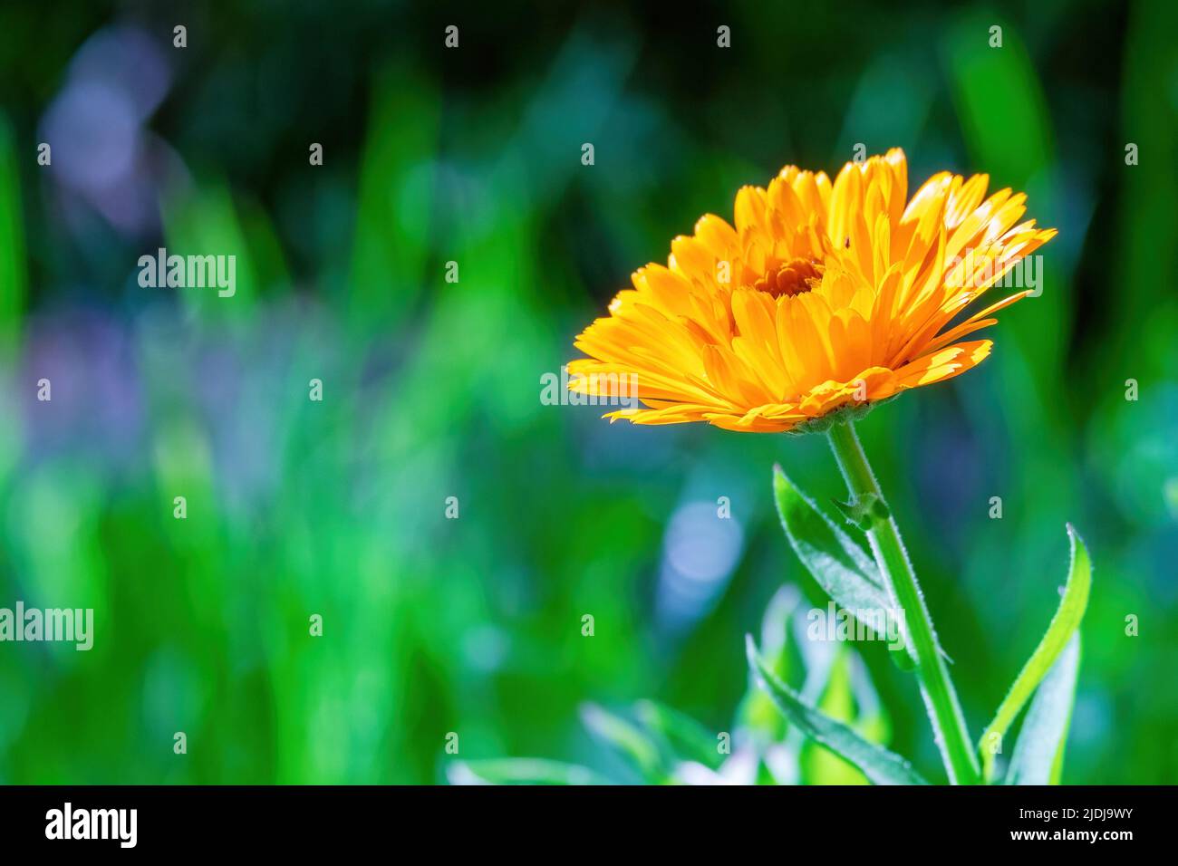 Calendula officinalis, the pot marigold, common marigold, ruddles flower blooming Stock Photo