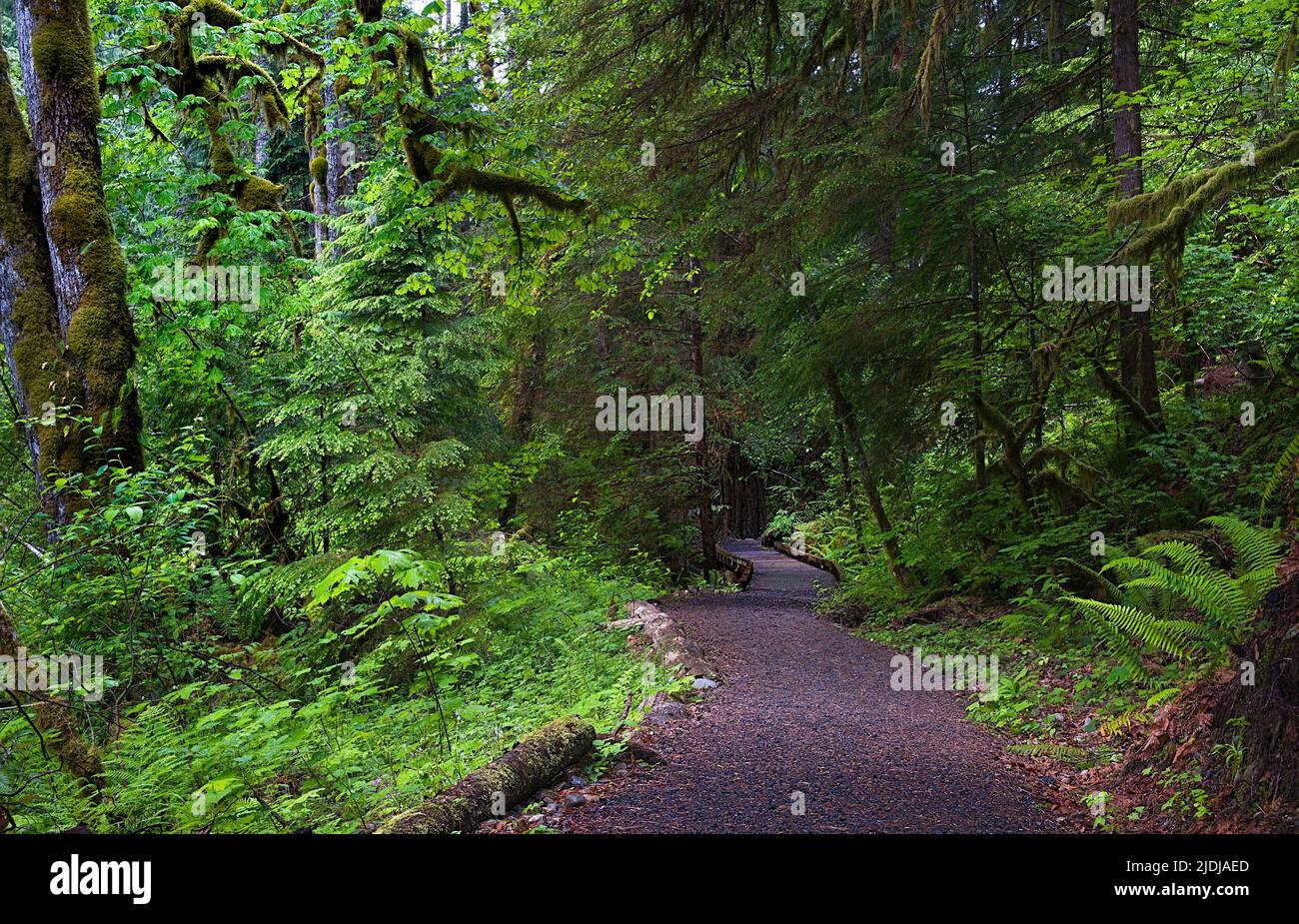 Big Creek Loop Trail Stock Photo