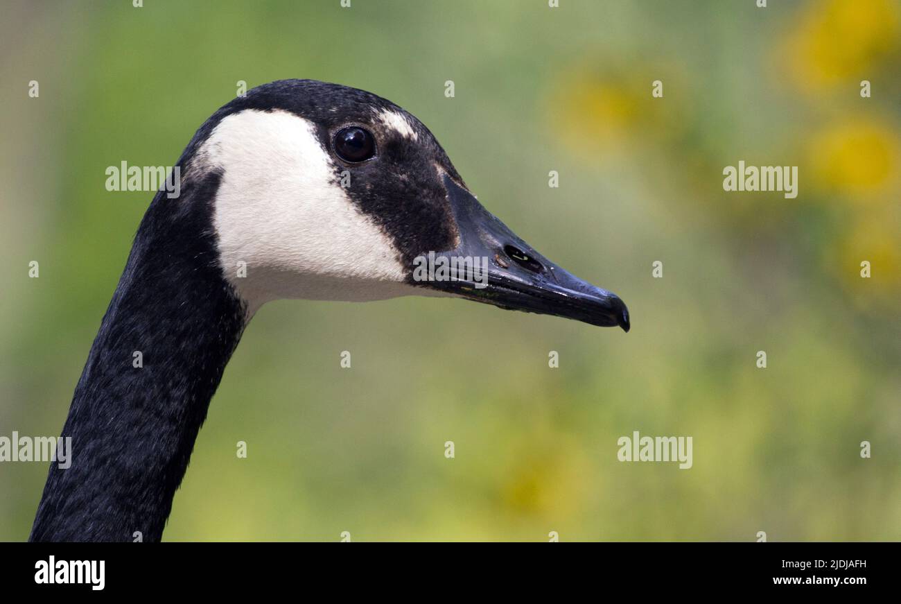 Canada goose germany berlin hi-res stock photography and images - Alamy