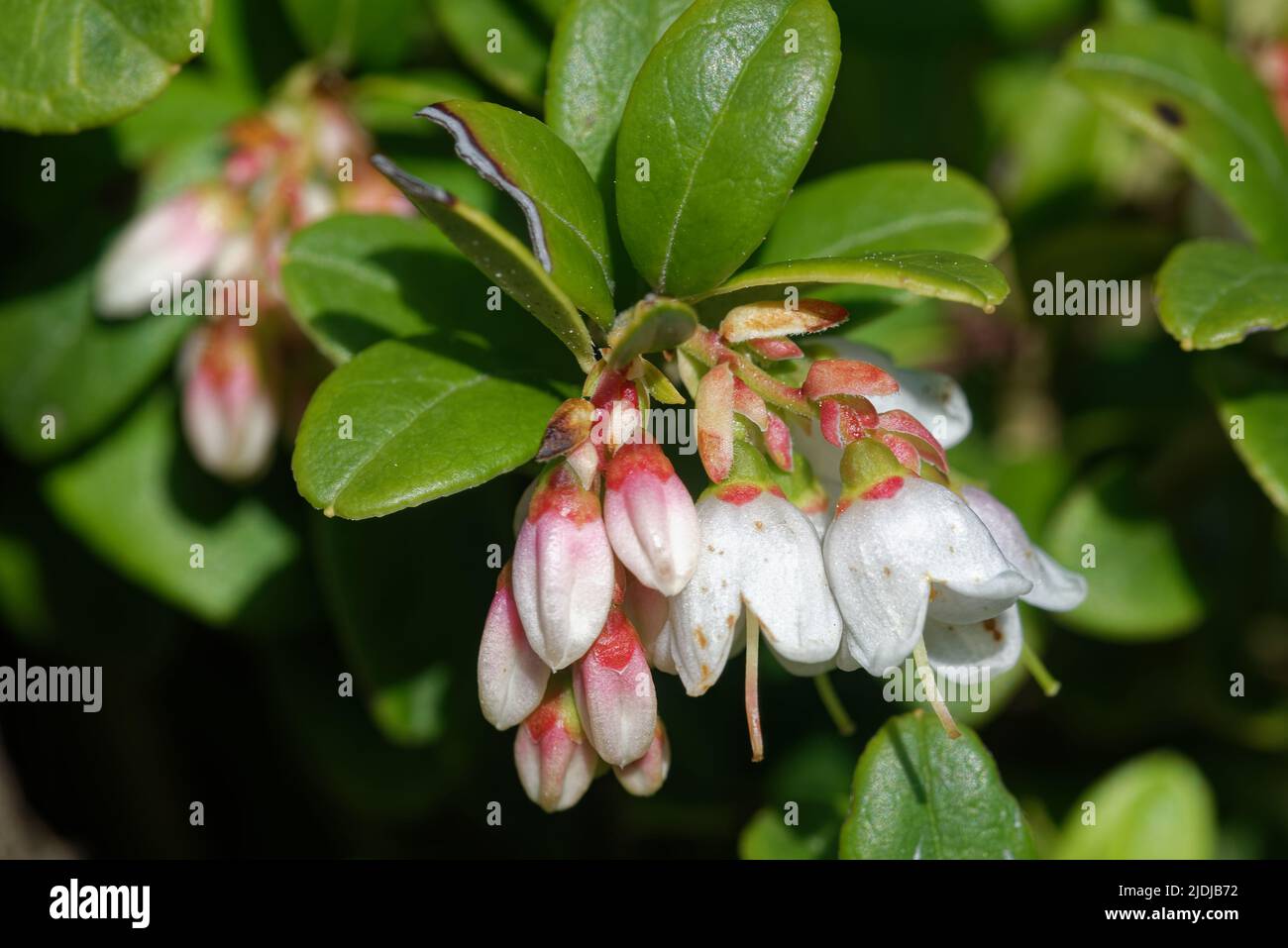 Vaccinium vitis-idaea, the lingonberry, partridgeberry, mountain cranberry or cowberry, is a small evergreen shrub in the heath family Ericaceae, that Stock Photo