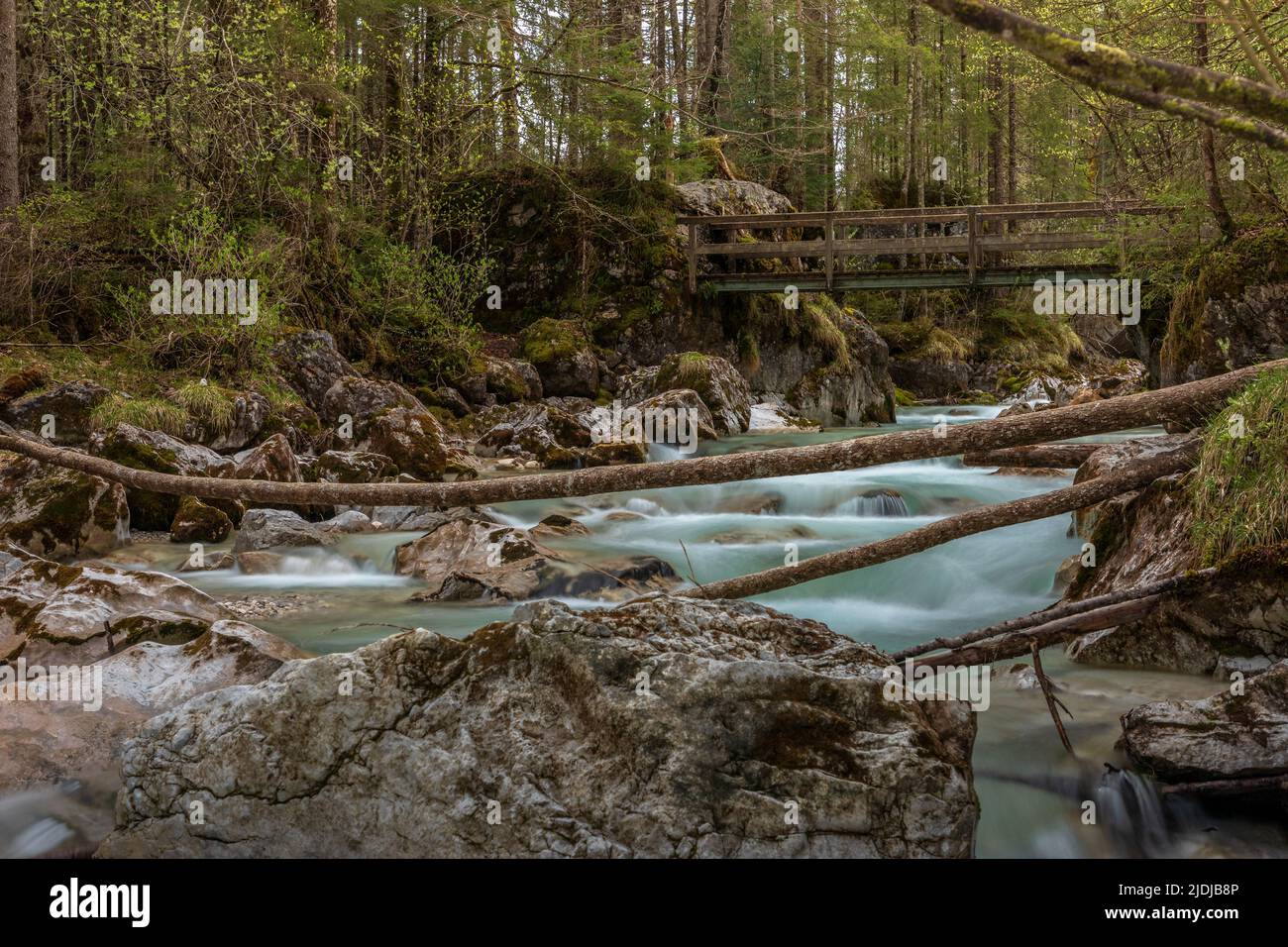 In the Zauberwald, enchanted forest, at lake Hintersee near Ramsau, Berchtesgaden, Bavaria, Germany, Stock Photo