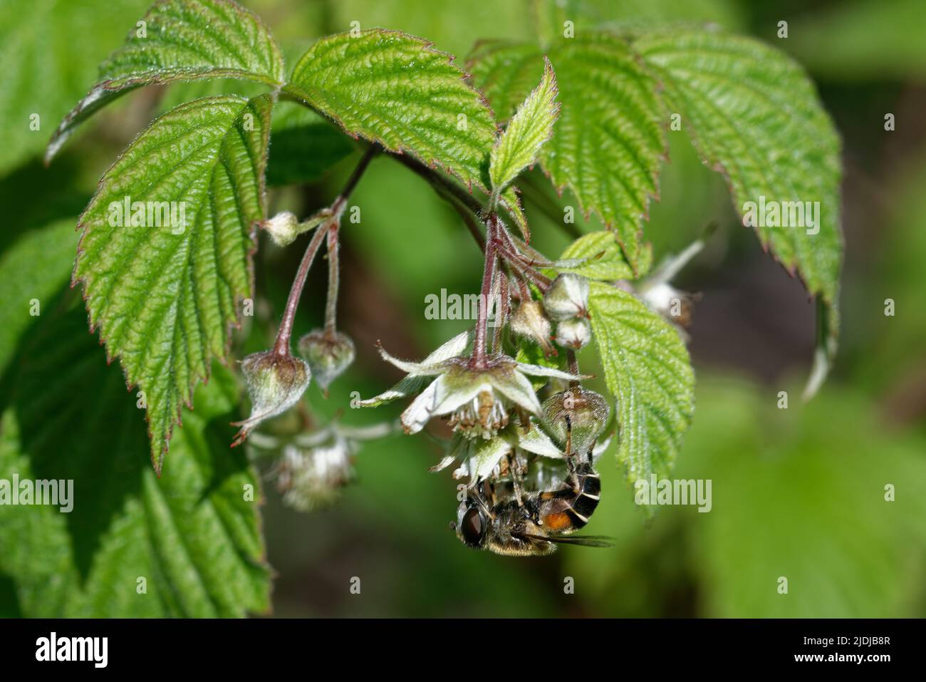 Rubus idaeus is a red-fruited species of Rubus native to Europe and northern Asia and commonly cultivated in other temperate regions. Stock Photo