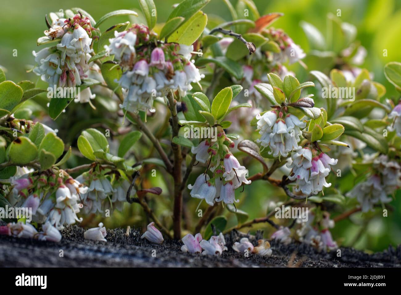 Vaccinium vitis-idaea, the lingonberry, partridgeberry, mountain cranberry or cowberry, is a small evergreen shrub in the heath family Ericaceae, that Stock Photo