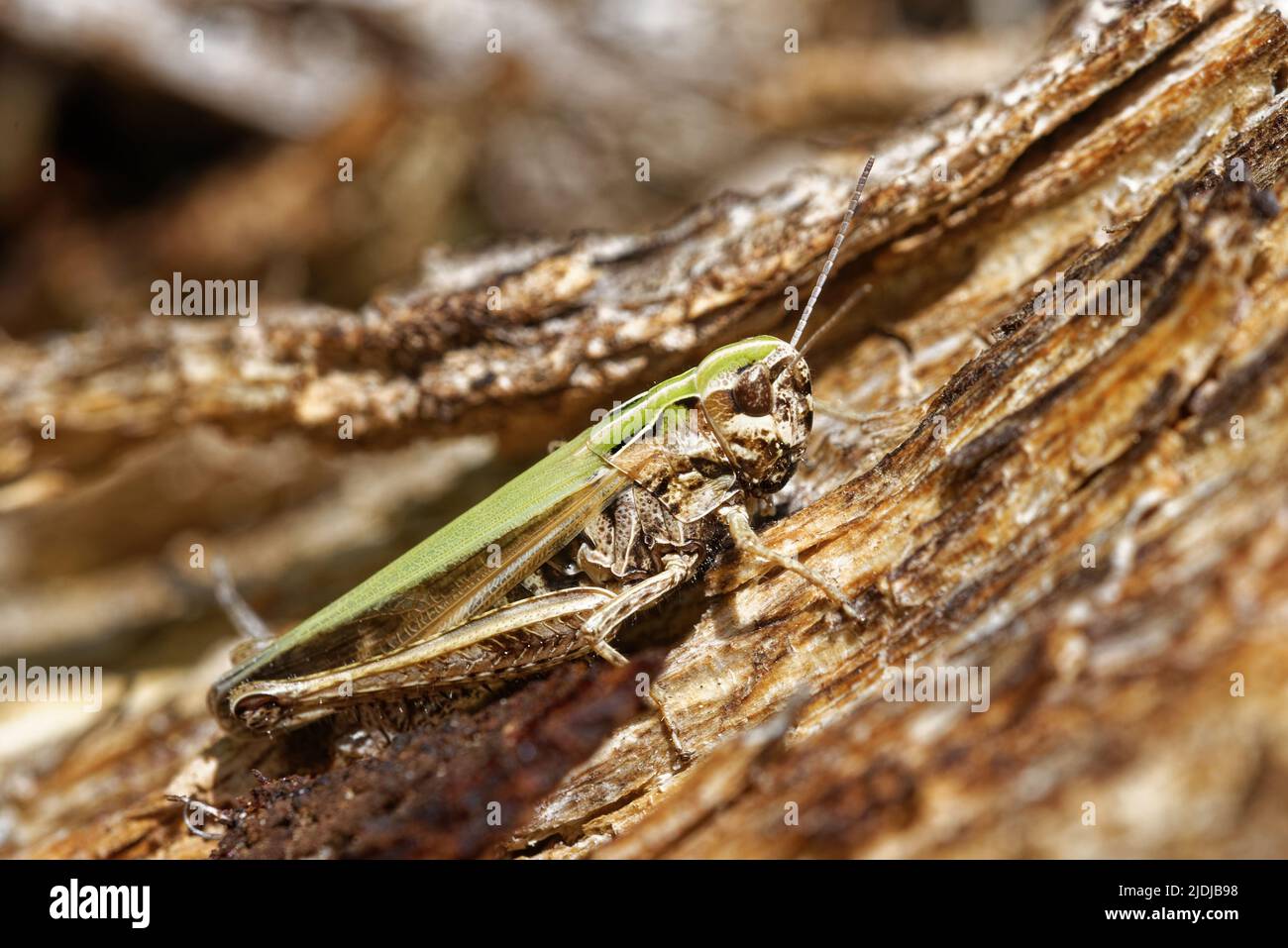 Chorthippus albomarginatus, the lesser marsh grasshopper, is a common grasshopper of European grassland. Stock Photo