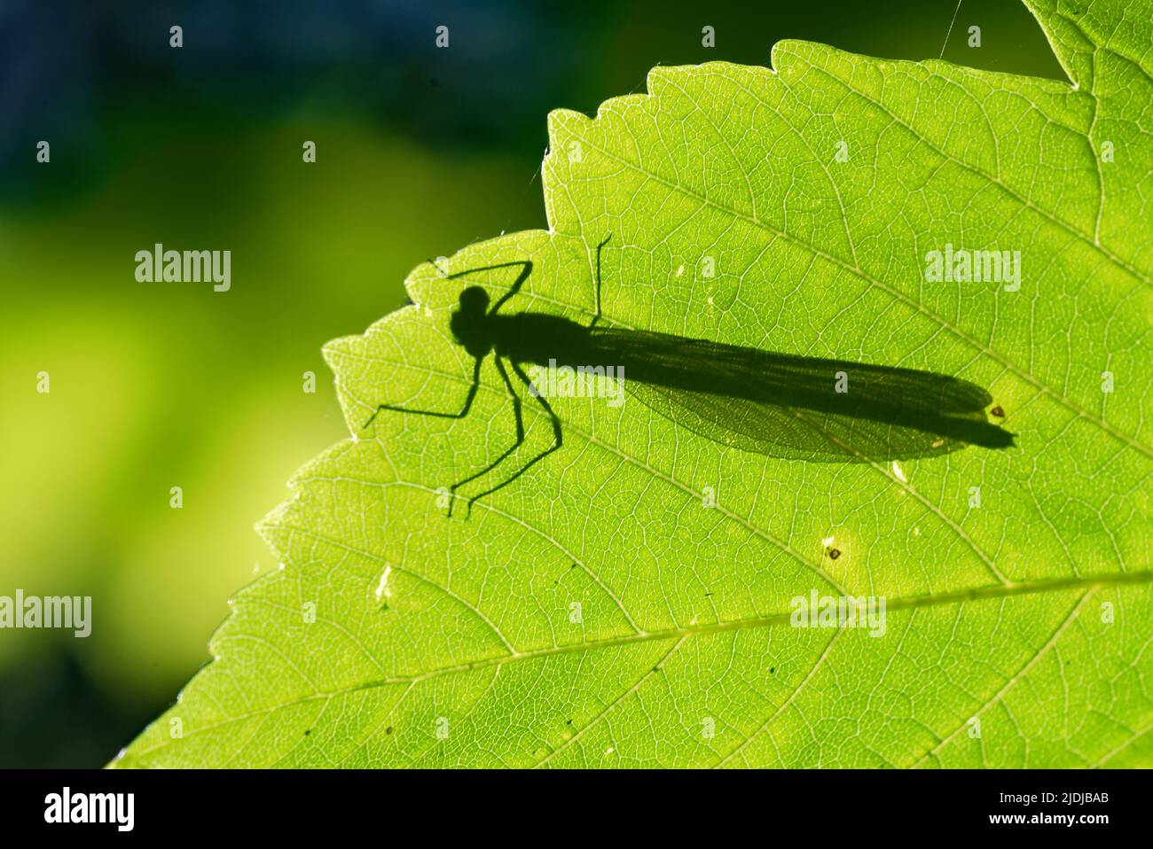 Azure damselfly (Coenagrion puella) is a species of damselfly found in most of Europe. It is notable for its distinctive black and blue colouring. Stock Photo