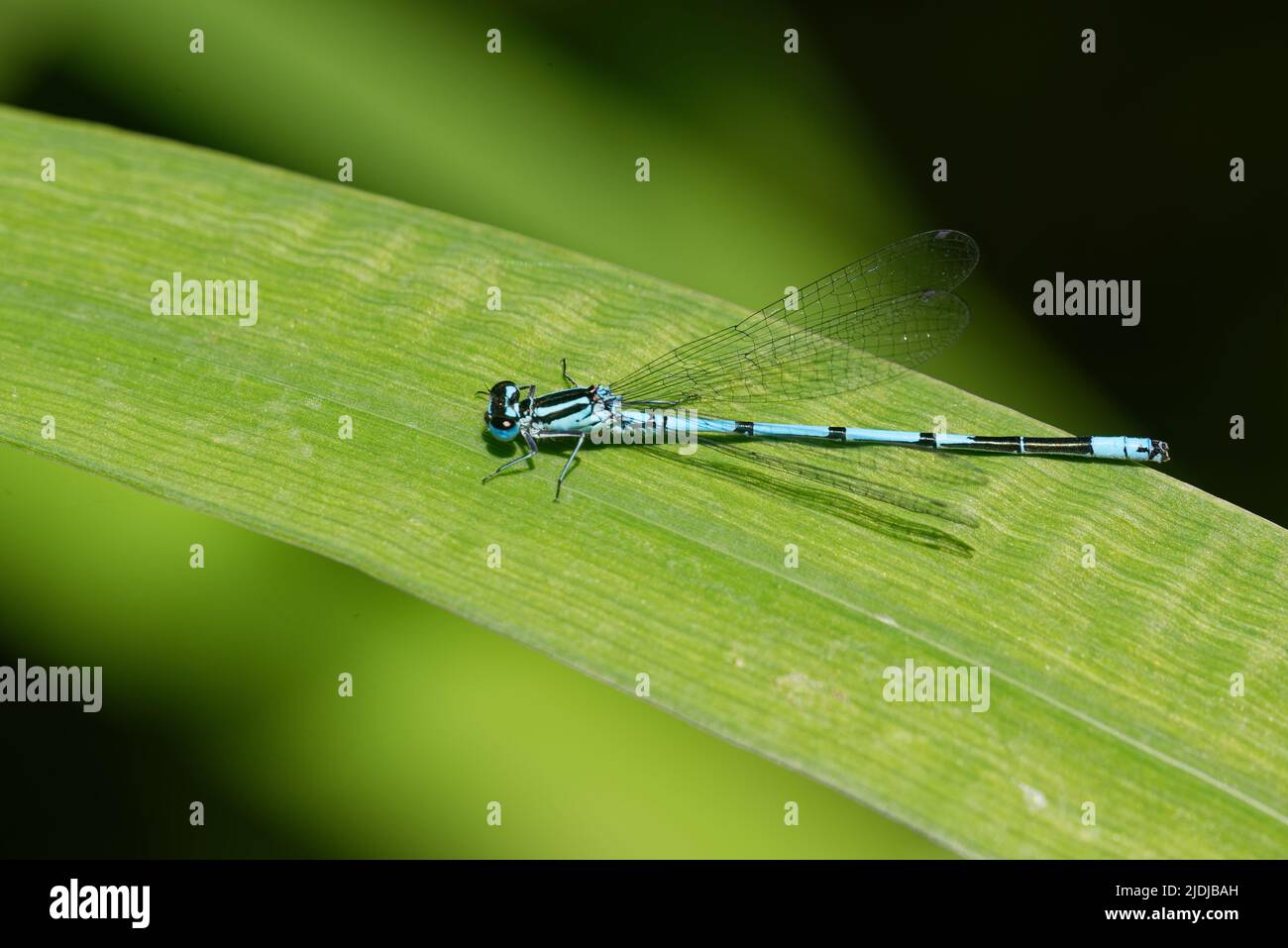 Azure damselfly (Coenagrion puella) is a species of damselfly found in most of Europe. It is notable for its distinctive black and blue colouring. Stock Photo