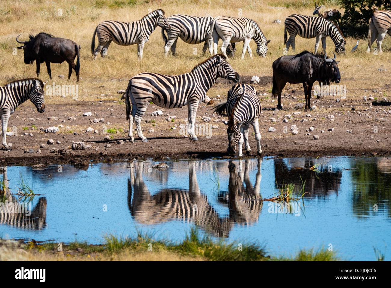 Burchells zebras and blue wildebeest drinking in a waterhole in northern Namibia Stock Photo
