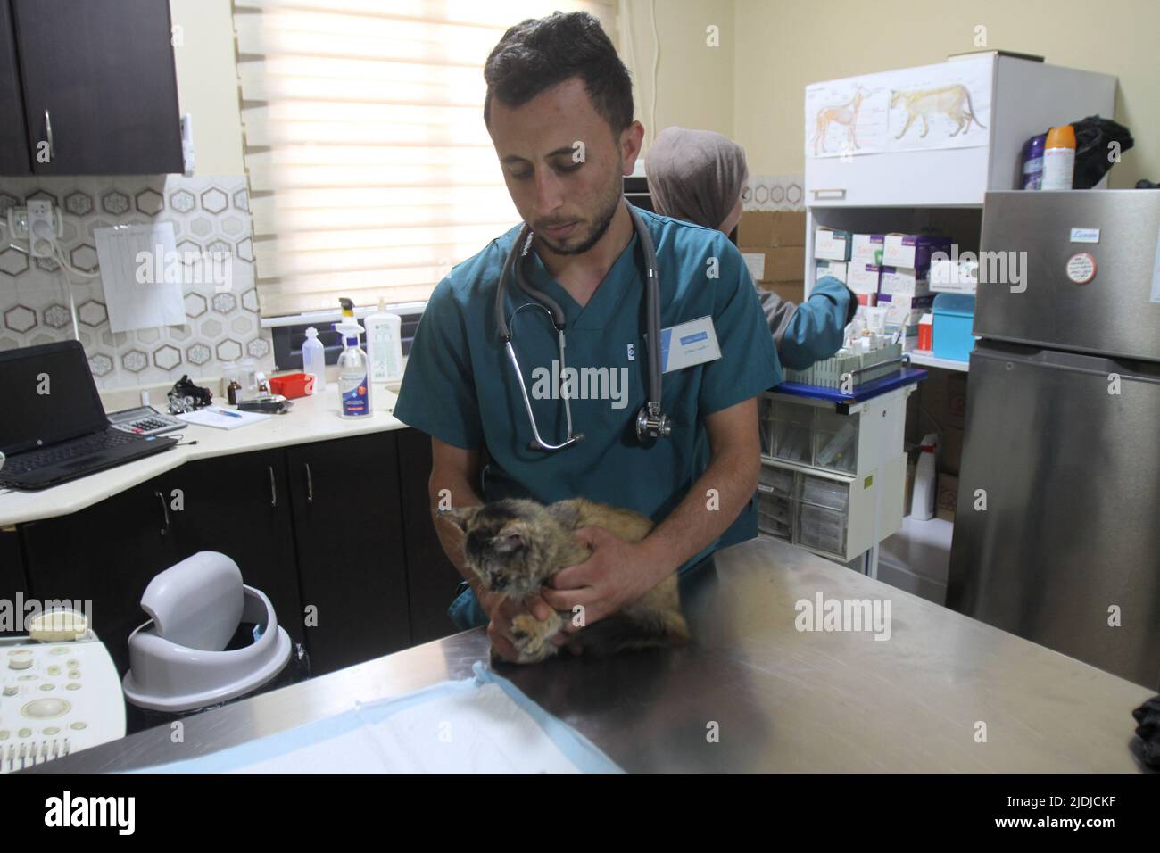 A Palestinian veterinarian examines a cat in the first veterinary hospital in the city of Nablus