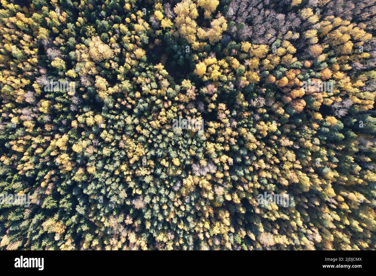 Green tree park hi-res stock photography and images - Alamy