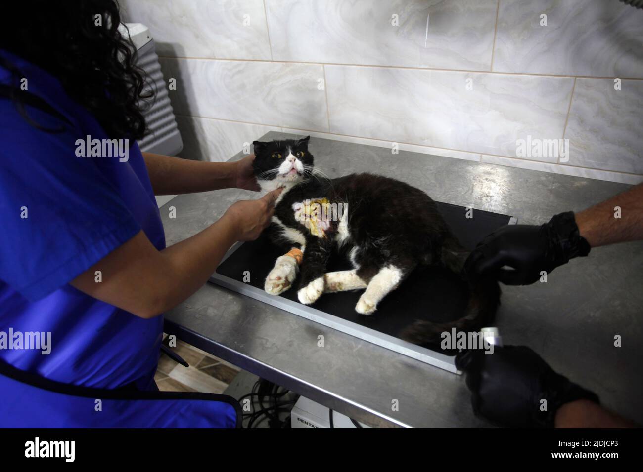 A Palestinian veterinarian treats a cat in the first veterinary hospital in the city of Nablus